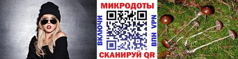дарнет шоп  Калтан  Галлюциногенные грибы Cubensis 